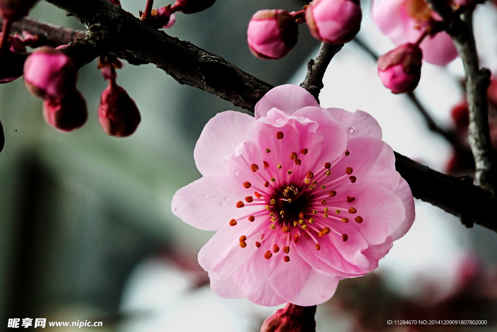 梅花盛开