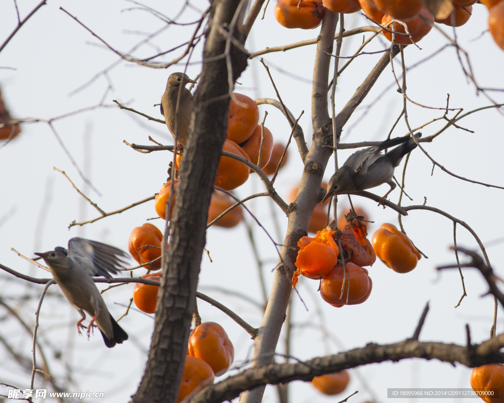 鸟吃柿子