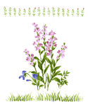 花朵素材