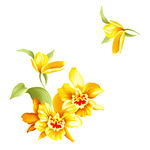 花朵素材