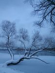 冰雪中的树木