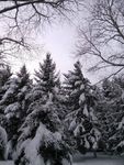 冬日里的群树