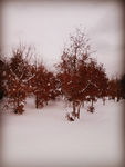 冬日里树与雪的舞曲