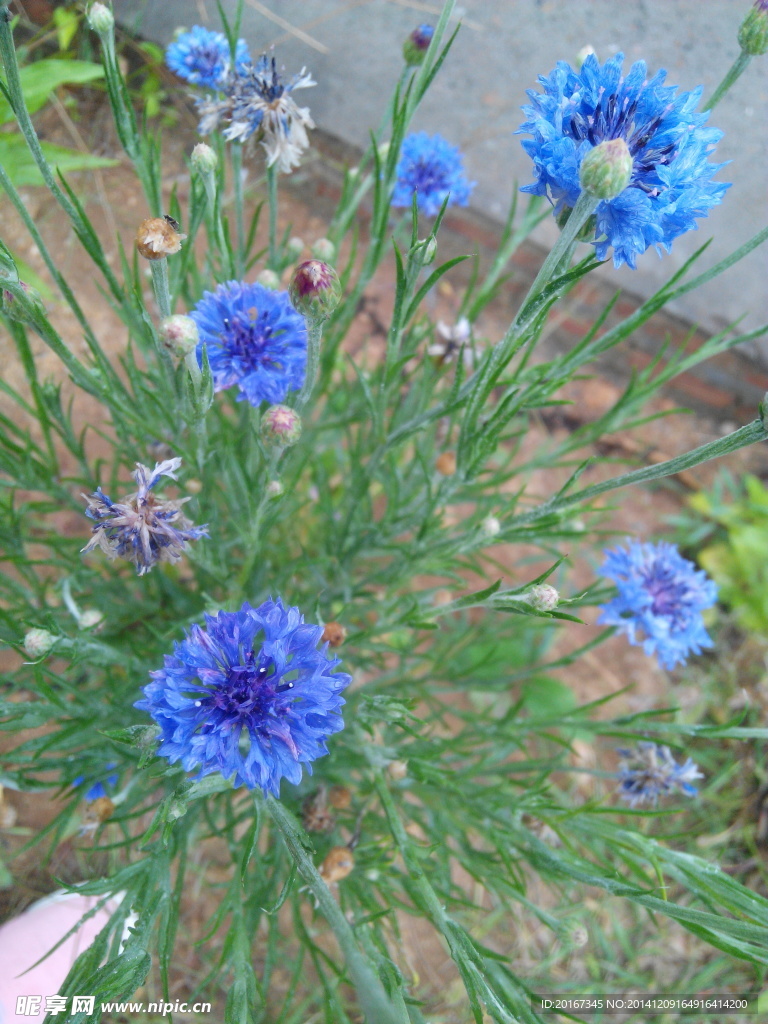 蓝花