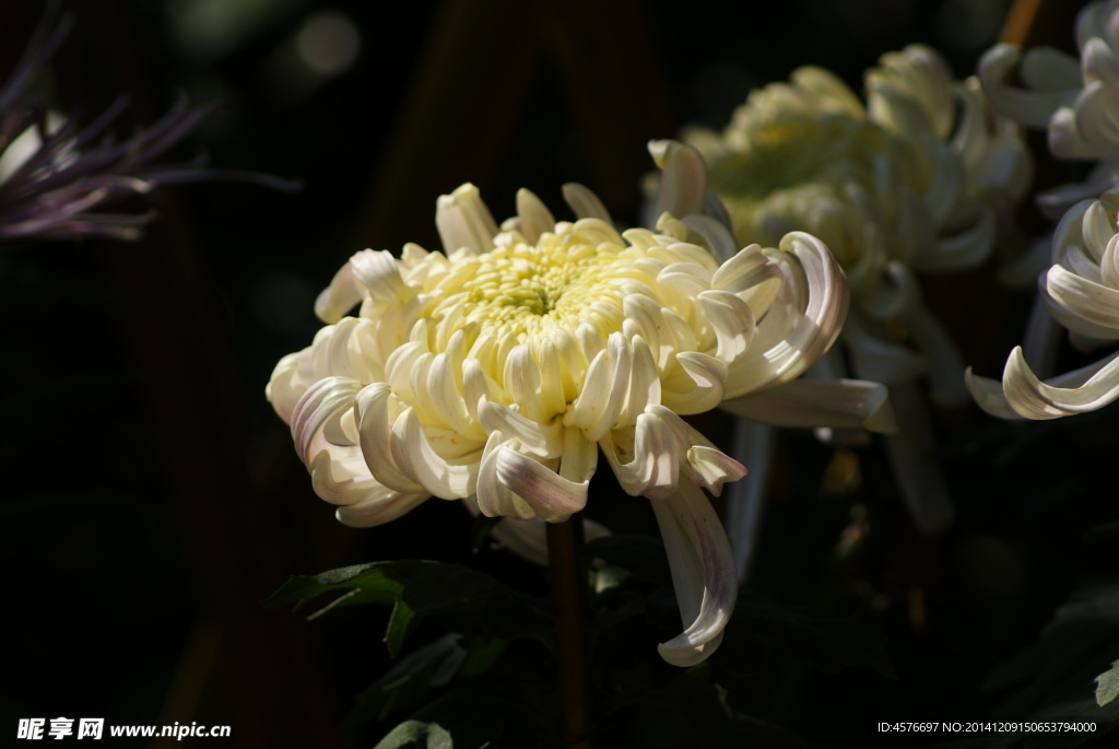 菊花
