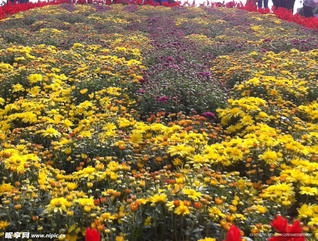 菊花丛