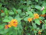 小花