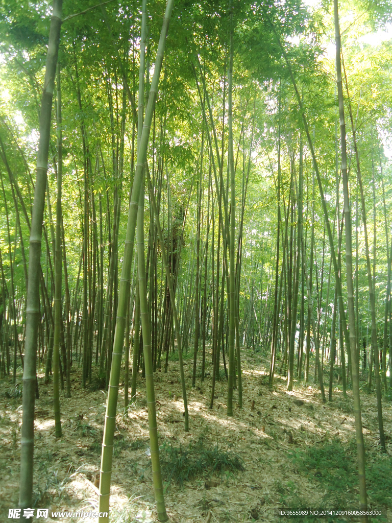 竹林