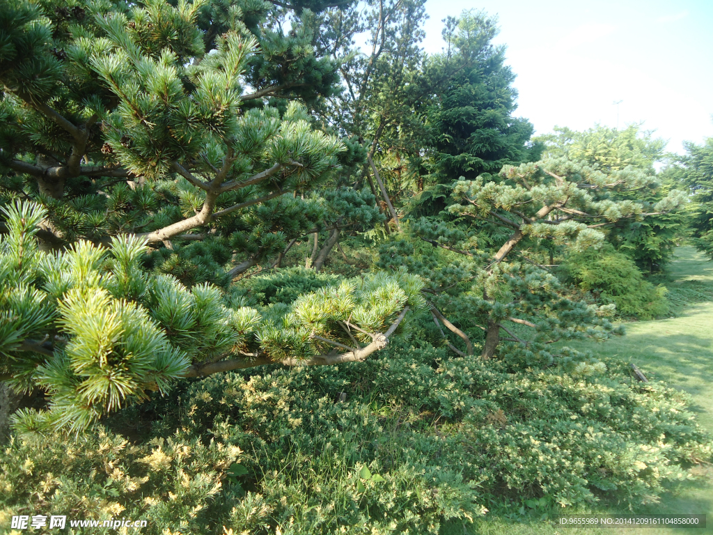 松树