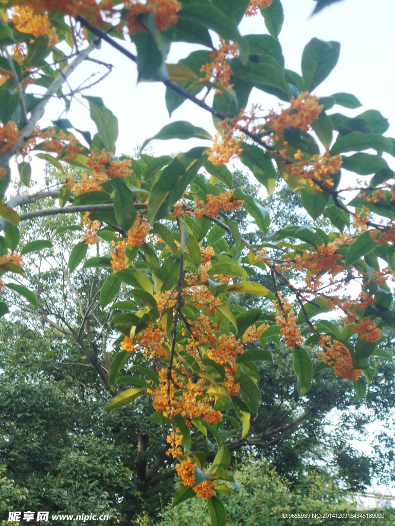 桂花