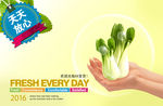 小青菜 蔬菜海报