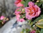 山茶花