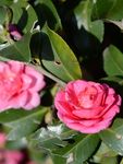 山茶花