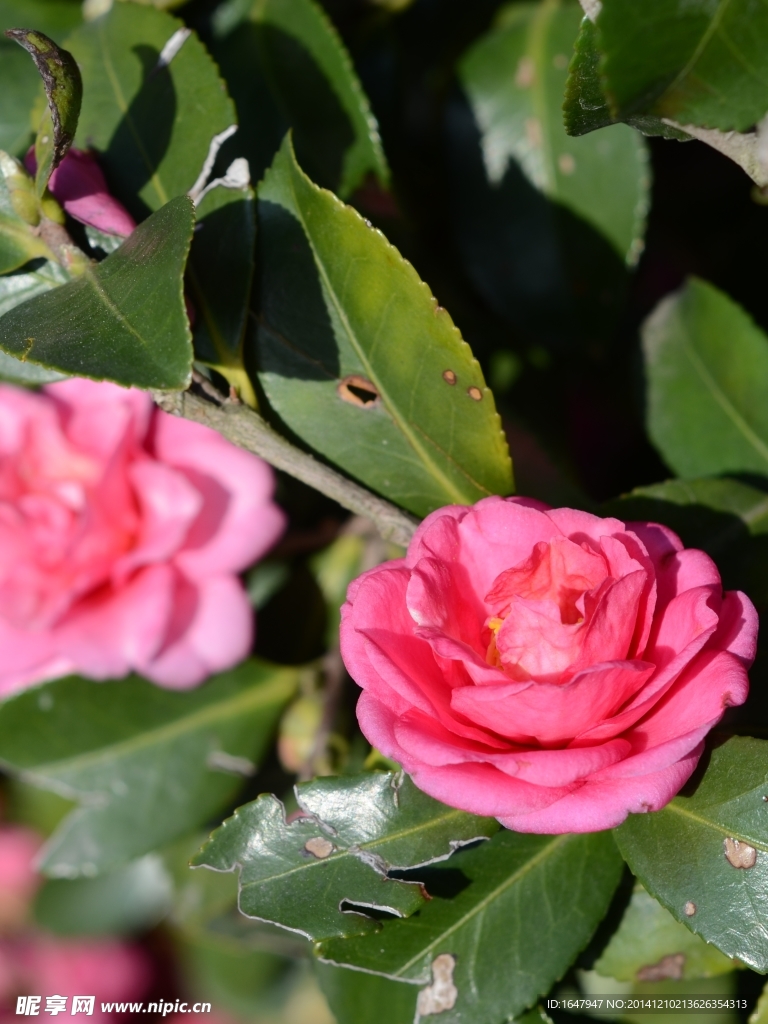 山茶花