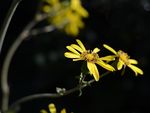 雏菊