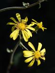 雏菊
