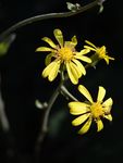 雏菊