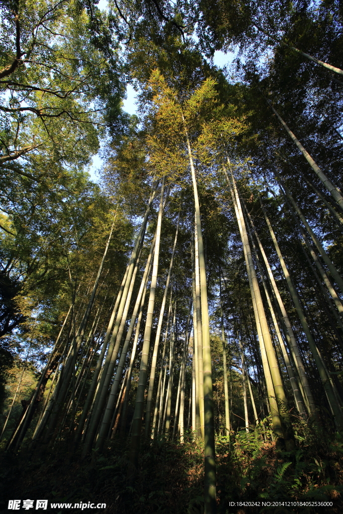竹林