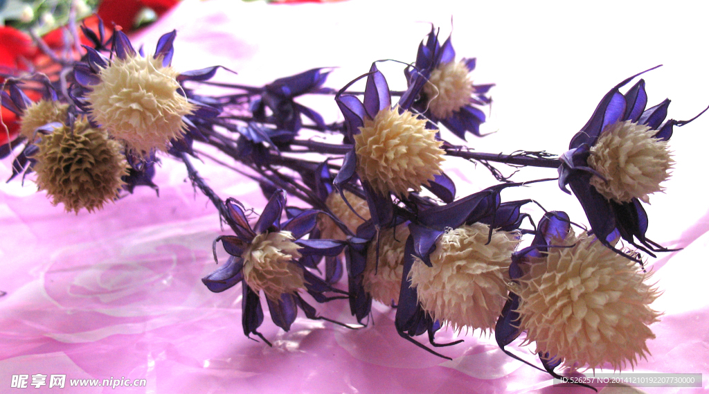 紫干花