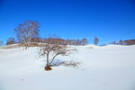 雪地