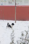 狗