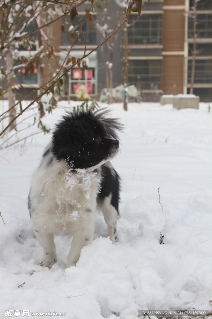 狗犬