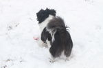 狗 雪地狗背影