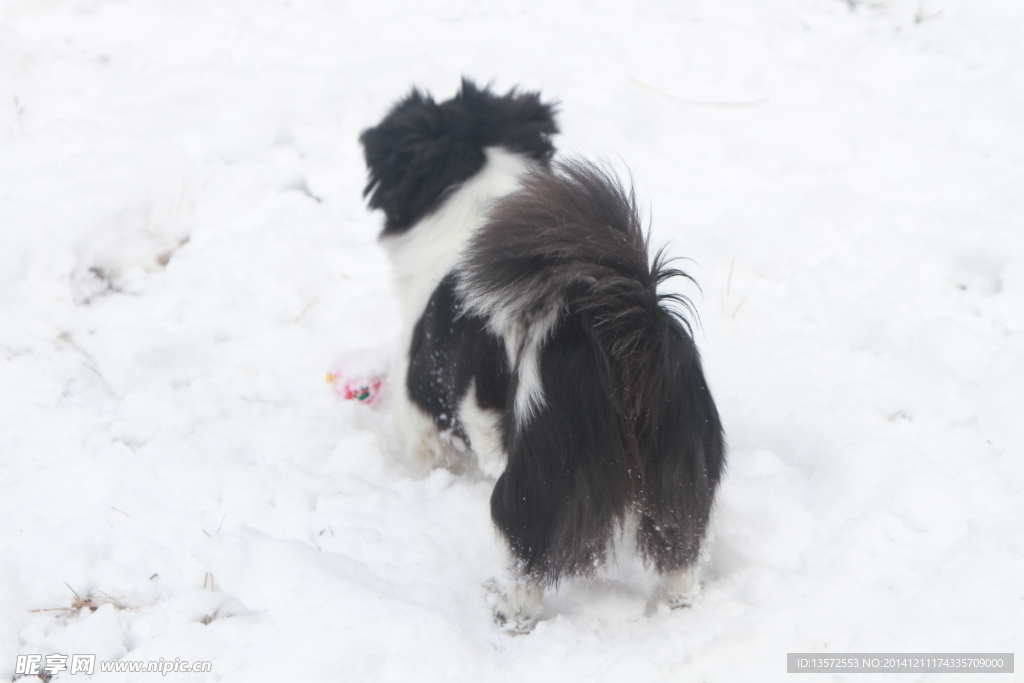 狗 雪地狗背影