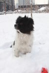 狗犬