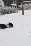 狗