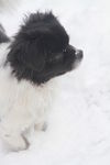 狗