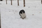 狗