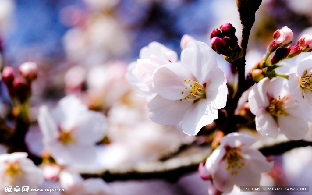 奥林匹克公园梨花