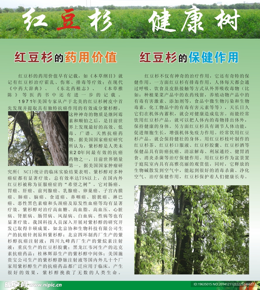 红豆杉背景海报图