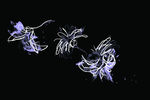 花纹