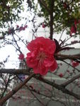 红色的花