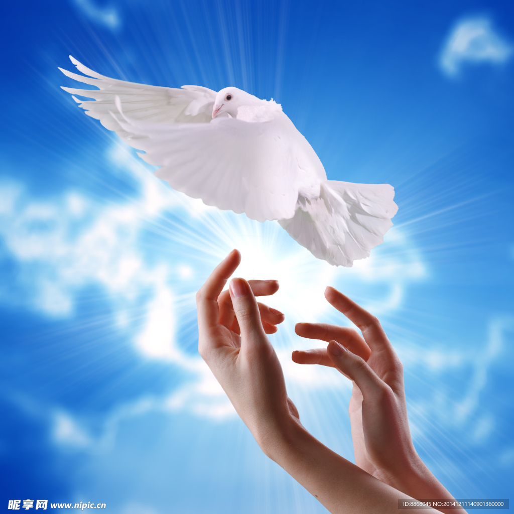 放飞和平鸽