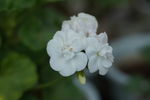 白色天竺葵