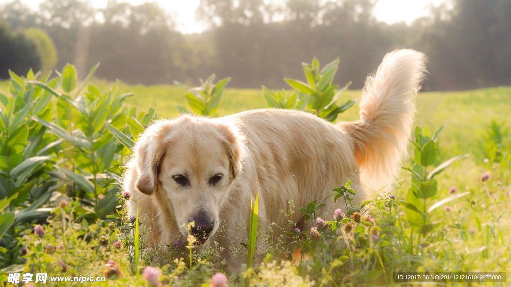 金毛犬