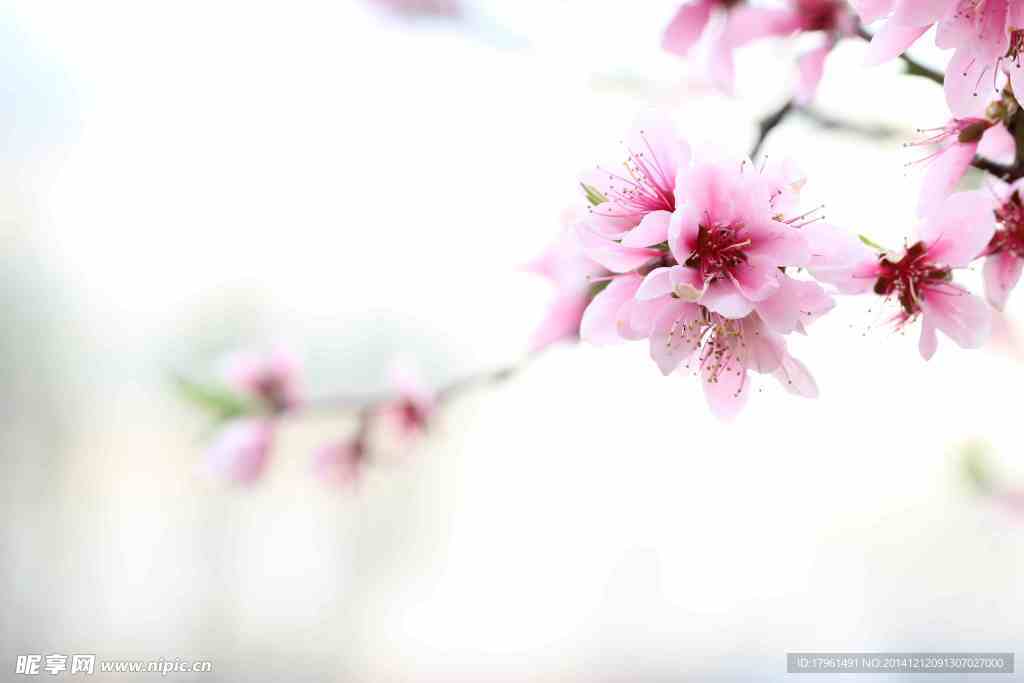 唯美桃花