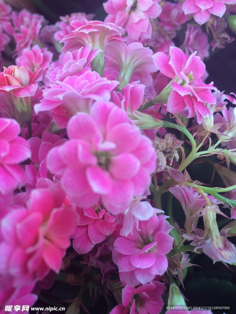 粉色小花
