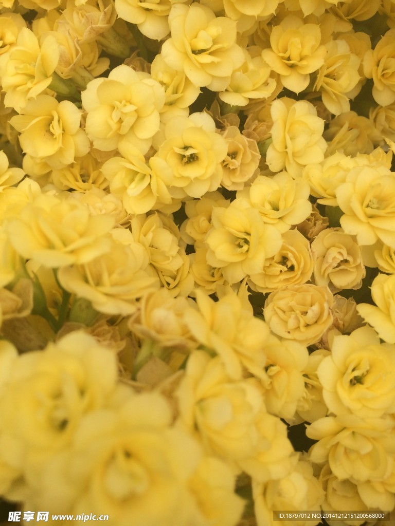 黄色小花
