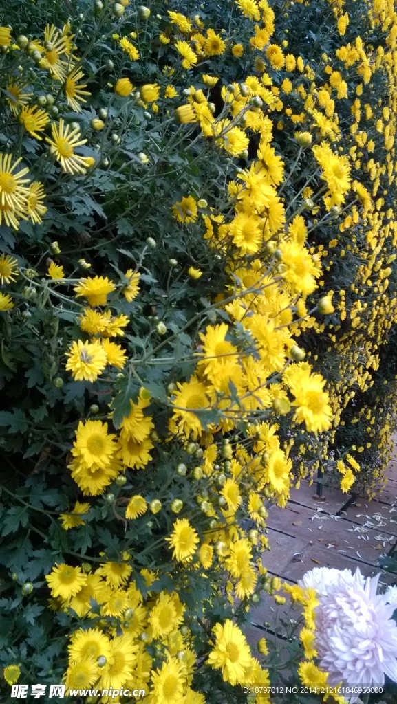 菊花