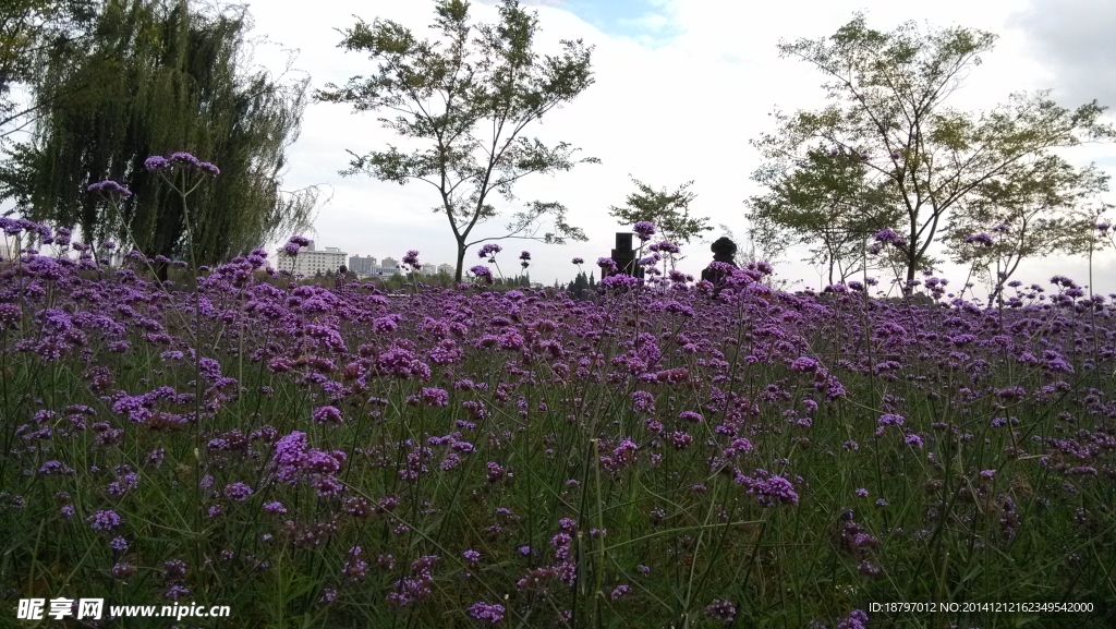 小花