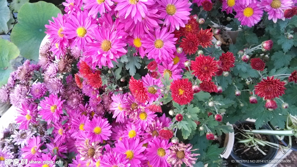 菊花