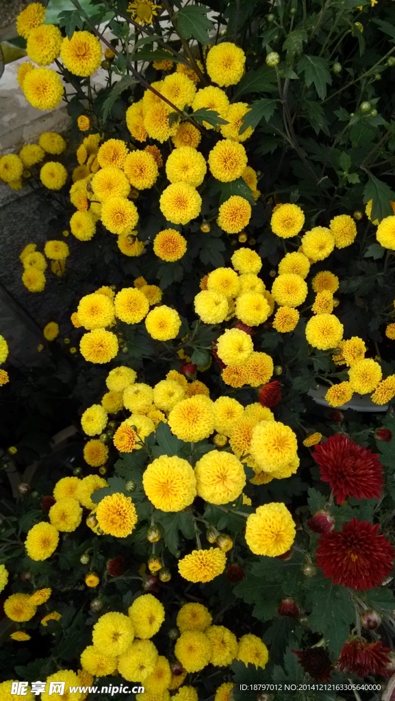 菊花