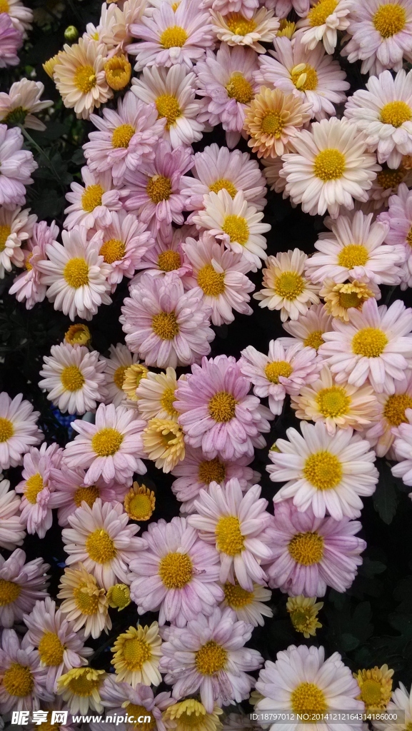 菊花