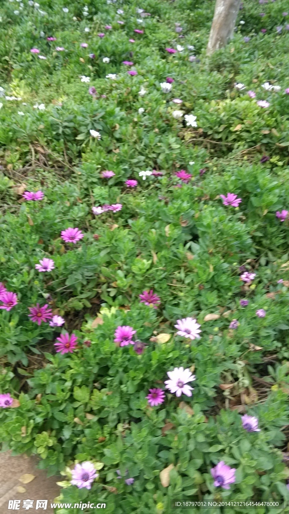 小花