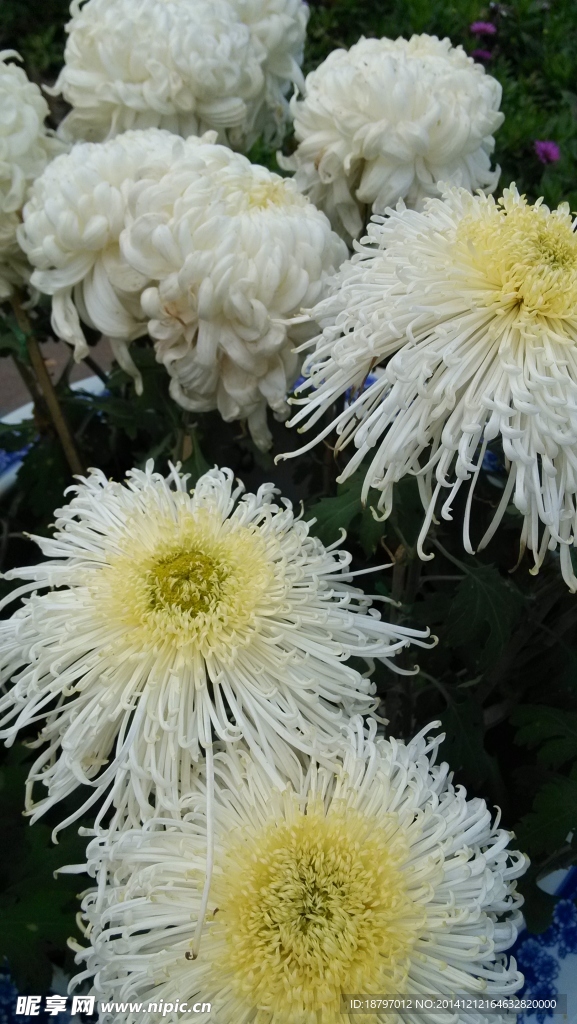 菊花