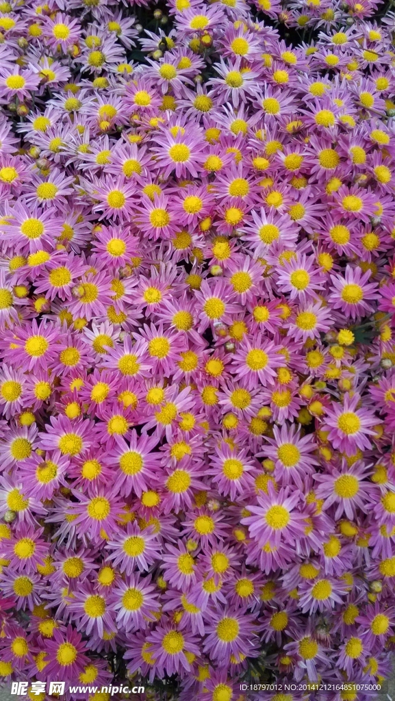 粉色菊花